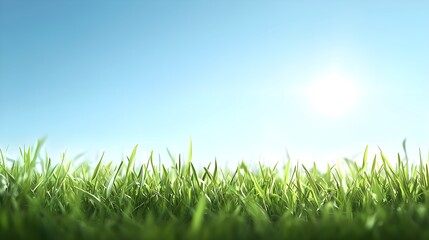 Fototapeta premium Bright Sunny Day Green Grass Field Blue Sky