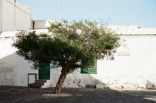 Tree growing at a jaunty angle in front of a whitewashed building