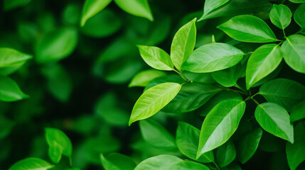 Vibrant green leaves with detailed texture in natural sunlight, creating fresh and lively atmosphere