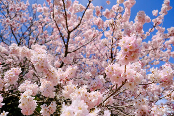 満開の春めき桜と青空の絶景