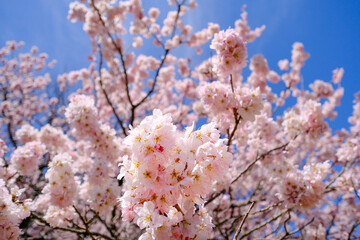 満開の春めき桜と青空の絶景
