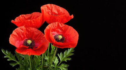 Obraz premium Vibrant Red Poppies Isolated Against a Dark Background