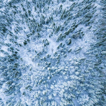 Snowy winter pine forest, aerial view