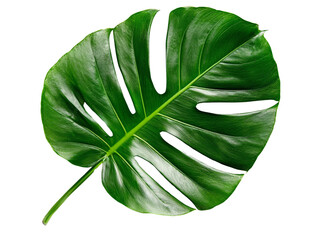 A broad monstera leaf with deep green color and characteristic slits, isolated on a transparent background, PNG file.