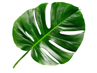 A broad monstera leaf with deep green color and characteristic slits, isolated on a transparent background, PNG file.
