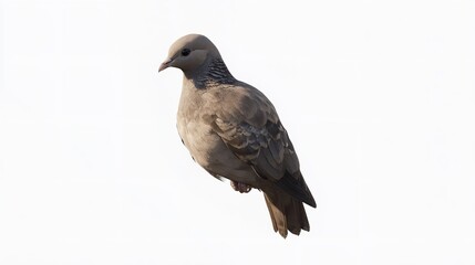 Obraz premium Compilation of White-bellied Redstart (Luscinia phaenicuroides)