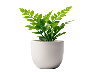 A delicate baby fern in a tiny ceramic pot, isolated on a clean transparent background, PNG file.