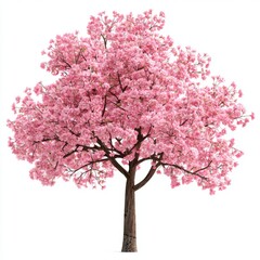 Obraz premium Vibrant Pink Blossoms on a Lush Flowering Tree Against a White Background