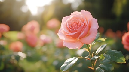 Frame of luxurious red roses in full bloom, Generative AI