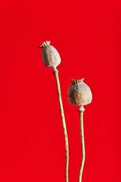 Close-up of dried poppy pods against red backdrop