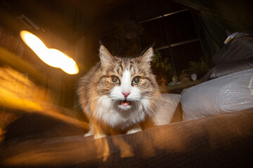 A cat with a fierce expression