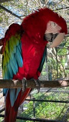 Macaw Parrot Sleeping After Eating Nuts. Close-Up Exotic Bird Photography
