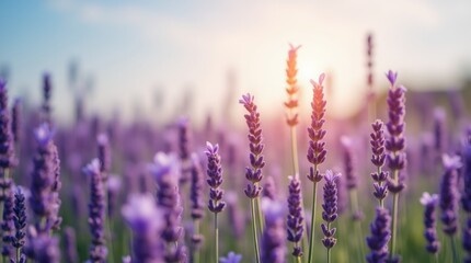 Fototapeta premium A close-up shot of a lavender field