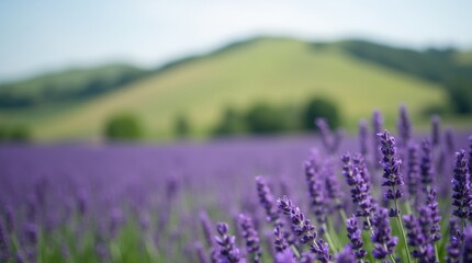 Obraz premium A shot of a lavender field, with a blurred background of a rolling and green hillside.