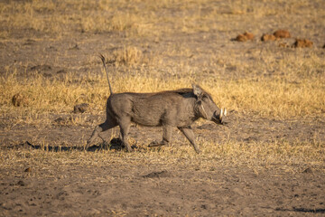 Warthog eating in Serengeti National Park, Tanzania