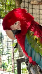 Fierce Macaw Parrot with Intense Gaze – Close-Up Shot in Cage