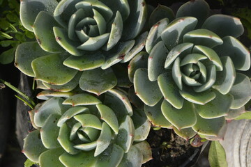 Fototapeta premium Flower of Hills