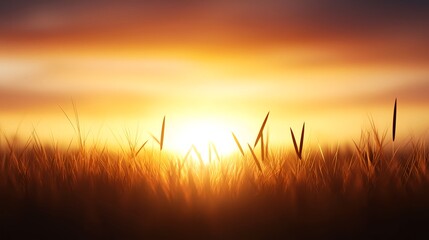 Golden Hour Sunset Over a Grassy Field
