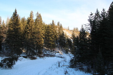 winter landscape with snow covered trees