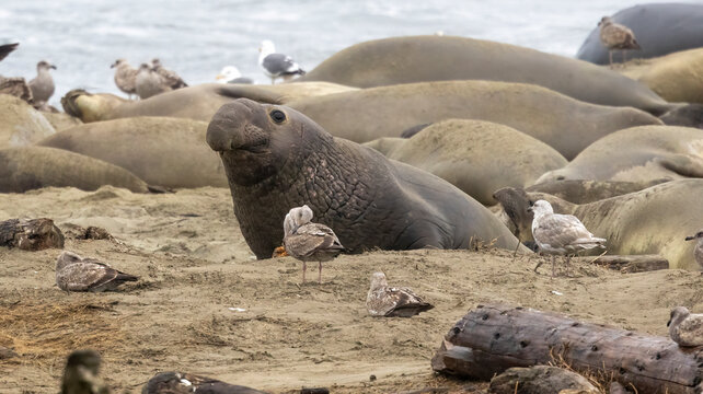 A large Elephant Seal Bull on the beach