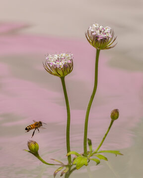 Bee flying low to Pincushion flowers.