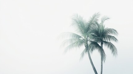 Misty morning, two palm trees, tropical beach, calm scene, travel