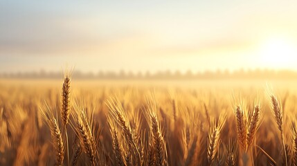 Naklejka premium Golden Wheat Field at Sunrise