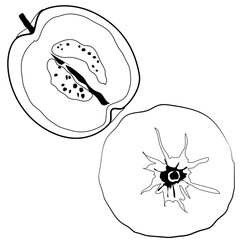 Guava Fruit Line Art, guava top view line drawing, coloring books. 