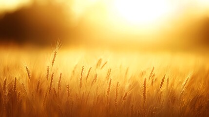 Fototapeta premium Golden Wheat Field at Sunset