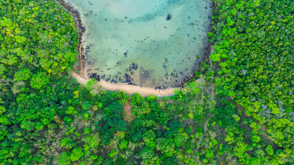 Aerial view of the dark green forest and the sea. Natural ecosystems of forests and oceans. concept of natural forest conservation