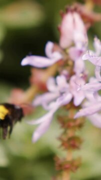 Honey bee collecting a nectar from flower