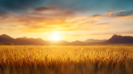 Fototapeta premium Golden Wheat Field Sunset Landscape