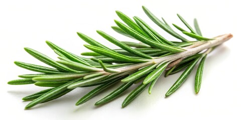 Obraz premium Fresh rosemary sprig with needle-like leaves and fragrant aroma, cooking, greenery, cooking, greenery
