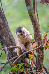 Capuchin monkey relaxing in a tree
