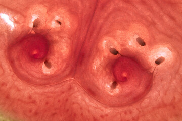 Closeup macro seed swirl patterns slice watermelon