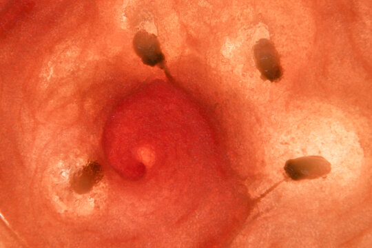 closeup macro of a seed swirl pattern in a slice of watermelon