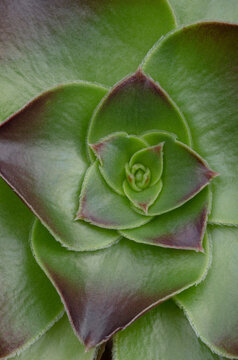 Closeup macro succulent plant Aeonium sp.