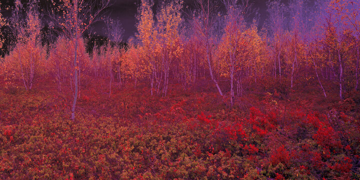 Dream Walk in the Maine Woods altered color panorama autumn Maine
