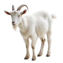 Fototapeta premium White goat with long fur, curved horns, alert eyes, and peaceful demeanor, standing on a white background.