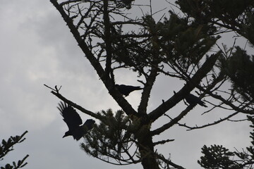 Himalayan Jungle Crow