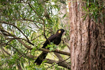 Yellow tailed black cockatoo close up
