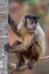 Obraz premium Capuchin Monkey looking over its shoulder