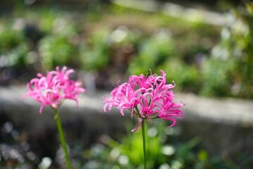 Fototapeta premium 優雅に咲くピンクのネリネ