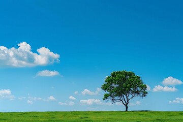 Obraz premium Tree on green meadow and blue sky with white clouds. Nature background