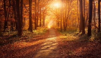 Fototapeta premium Fall Colors in the Woods
