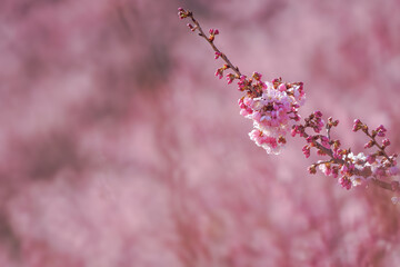 満開の春めき桜と青空の絶景