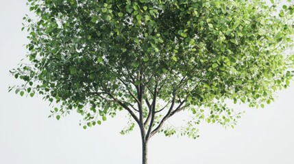 Young tree, lush leaves, white background, nature