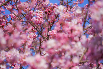 満開の春めき桜と青空の絶景