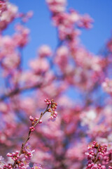 満開の春めき桜と青空の絶景