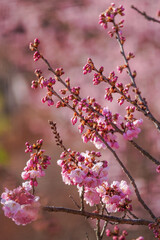 満開の春めき桜と青空の絶景
